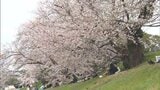 向こう3日間サクラを見るならいつがよい？　4日は雨で5日はくもりの予想　3日がベストか【岡山】|TBS NEWS DIG