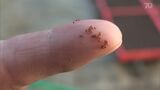 種は直径1ミリ五島 葉タバコの種まき | 長崎のニュース | 天気 | NBC長崎放送