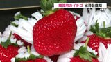 “特別なイチゴ” 贈り物にいかが? 色艶・甘さ・大きさ備えた「ひのしずく」出荷最盛期 | 熊本のニュース|RKK NEWS|RKK熊本放送