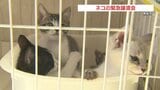 収容数超えピンチ! 熊本市でネコの緊急譲渡会|TBS NEWS DIG