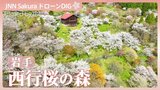 桜3000本が咲く山の上の桃源郷「西行桜の森」【JNN sakuraドローンDIG 2026】|TBS NEWS DIG