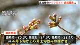 高知県内春の陽気で夏日の地域も!高知城のサクラ開花予想は23日もまだ1輪も咲かず | 高知のニュース・天気|KUTV NEWS | KUTVテレビ高知