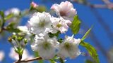 季節外れの桜咲く、気温30度超…なぜ? 秋の桜はいちき串木野市でも 鹿児島 | 鹿児島のニュース|MBC NEWS|南日本放送