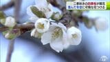 冬桜の1つ「シキザクラ」が咲く庭　枝に残る雪と澄んだ冬空と共に淡く色づく|TBS NEWS DIG