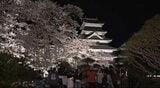 幻想的な春の夜…国宝・松本城がライトアップ…本丸庭園で「夜桜会」夜空に浮かび上がる見ごろを迎えた桜　|　SBC NEWS | 長野のニュース | SBC信越放送