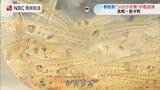 春告魚でシロウオ…福岡の料亭でも人気 佐々川で漁が最盛期【長崎】 | 長崎のニュース | 天気 | NBC長崎放送