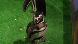 「ウミガメかっこいい」水の生き物 約50種類1,000体以上を観察できる “てんまや ふれあい すいぞくえん” 始まる【岡山】|TBS NEWS DIG