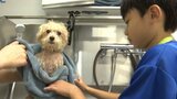 犬も子どもも“ドキドキ” 盛岡でペットの美容師トリマーの職業体験|TBS NEWS DIG