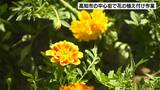 約600ポットの花々が「よさこい祭り」を“足元”から彩る 「観光の活性化につながれば」帯屋町シンボルロードで花の植え付け【高知】 | 高知のニュース・天気|KUTV NEWS | KUTVテレビ高知