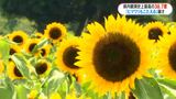 鹿児島県の観測史上最高38.7度　肝付町で記録　鹿児島市ではひまわり見頃|TBS NEWS DIG