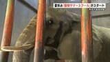 「ゾウの耳が分厚くてびっくり!」動植物園で動物サマースクール開催 熊本 | 熊本のニュース|RKK NEWS|RKK熊本放送
