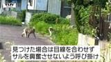 米沢市で複数のサルが目撃　人や物への被害はなし　例年この時期に出没　刺激しないよう市が注意呼びかけ（山形）|TBS NEWS DIG