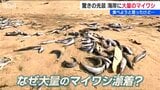 なぜ?イルカに追われた?? 打ち上げられたイワシが砂浜に100m 3年前には別の海岸でも大量漂着 新潟・柏崎市 | 新潟のニュース・天気|BSN NEWS|BSN新潟放送