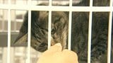 「処分せざるをえない」ネコ524匹を殺処分 収容オーバー続く 民間ボランティア支援も資金不足に | 大分のニュース|OBS NEWS|大分放送