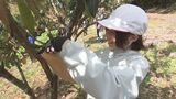 小学生がビワの袋かけを体験 6月に収穫し販売へ 大分 | 大分のニュース|OBS NEWS|大分放送