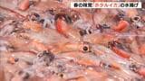 “春の味覚”ホタルイカの水揚げ始まる　まもなく最盛期　暖かくなるにつれ大きく丸々と…「だんだん春が近づいている感じ」京阪神や関東の市場へ　兵庫・香住漁港|TBS NEWS DIG