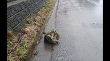 直径約30センチの落石が車に直撃 国道12号線が約13キロに渡って通行止め | 北海道のニュース|HBC北海道放送