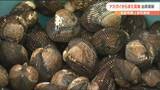 “アカガイ”また「基準を超える貝毒」出荷規制に 再開は早くて来年1月中旬 宮城 | 宮城のニュース│tbc NEWS│tbc東北放送