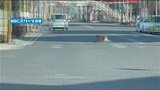 鹿児島市中心部でサル出没 横断歩道を渡って、電柱を登り…きのう7日から目撃相次ぐ | 鹿児島のニュース|MBC NEWS|南日本放送