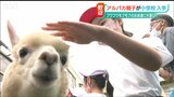 フワフワ モフモフ のお友達に大喜び アルパカさんが小学校のクラスメートに | 新潟のニュース・天気|BSN NEWS|BSN新潟放送