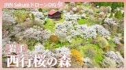 桜3000本が咲く山の上の桃源郷「西行桜の森」【JNN sakuraドローンDIG 2026】|TBS NEWS DIG