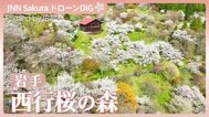 桜3000本が咲く山の上の桃源郷「西行桜の森」【JNN sakuraドローンDIG 2026】|TBS NEWS DIG