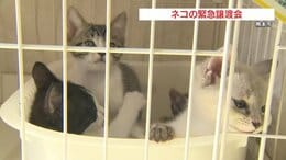 収容数超えピンチ! 熊本市でネコの緊急譲渡会|TBS NEWS DIG