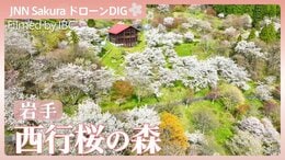 桜3000本が咲く山の上の桃源郷「西行桜の森」【JNN sakuraドローンDIG 2026】|TBS NEWS DIG