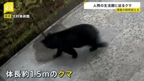 クマ捕獲の“瞬間”5日は美術館の敷地にも…「一歩間違えばクマと遭遇」 自衛隊“後方支援”は2日目 小泉大臣クマ駆除は「リスクある」【news23】|TBS NEWS DIG
