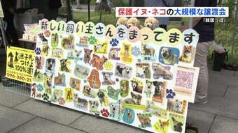 「楽しい思い出をきっかけに」保護イヌ・ネコの大規模な譲渡会　|　熊本のニュース｜RKK熊本放送