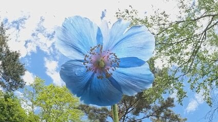 今年もやっと咲いてくれた」ヒマラヤの青いケシ＝メコノプシス開花
