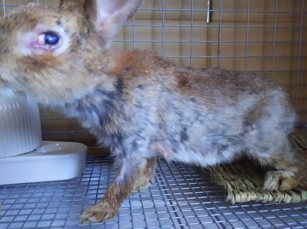 痩せ細り糞便だらけ、奇形、多頭飼育崩壊…小学校のウサギ小屋の