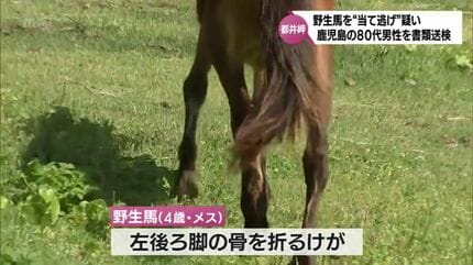盗まれた馬 都井岬の野生馬が当て逃げされた事故 鹿児島県の80代男性を書類送検
