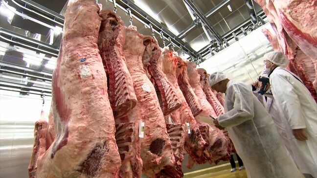 岡山県産ブランド和牛の初競り“枝肉共励会”　最高値は新見市産の牛 1キロあたり2,905円|TBS NEWS DIG