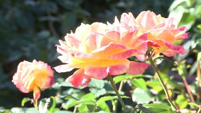 世界各国の約400品種のバラ　レオマリゾートで見ごろ「秋バラの香り楽しんで」【香川・丸亀市】|TBS NEWS DIG