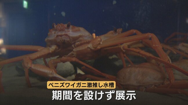 「食べたくなった」富山湾のベニズワイガニ22匹が所狭し!魚津水族館に「激推し水槽」誕生 富山・魚津市|TBS NEWS DIG