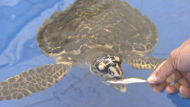希少ウミガメ「タイマイ」網に絡まり発見・保護　当初は衰弱も…順調に回復中　大分・佐伯市|TBS NEWS DIG