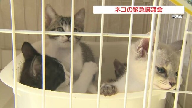 収容数超えピンチ! 熊本市でネコの緊急譲渡会|TBS NEWS DIG