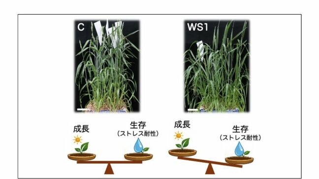 「水を節約しながら生き延びるコムギ」その驚きの仕組みを解明【神戸大学や岡山大学などの研究グループ】|TBS NEWS DIG