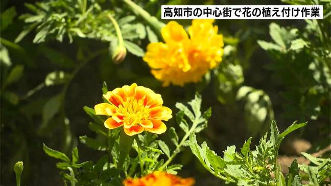 約600ポットの花々が「よさこい祭り」を“足元”から彩る 「観光の活性化につながれば」帯屋町シンボルロードで花の植え付け【高知】|TBS NEWS DIG