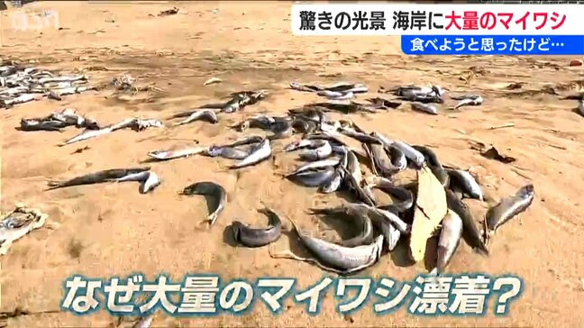 なぜ?イルカに追われた?? 打ち上げられたイワシが砂浜に100m 3年前には別の海岸でも大量漂着 新潟・柏崎市|TBS NEWS DIG