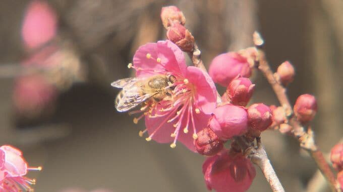 「もうすぐ春だ」早咲きのウメ、2週間早く見頃　いわき市の梅林寺　福島|TBS NEWS DIG