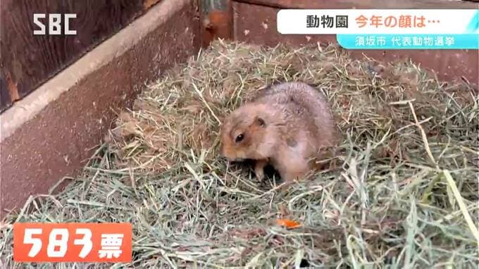 今年の「顔」はどの動物に？恒例の代表動物選挙　投票の結果は？須坂市動物園　|　SBC NEWS | 長野のニュース | SBC信越放送