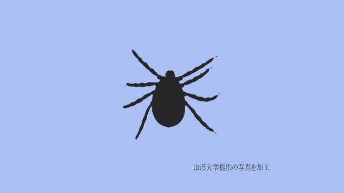 東北地方の離島で複数の南方系マダニを確認　北日本に拡大の可能性も　|　山形のニュース│TUYテレビユー山形