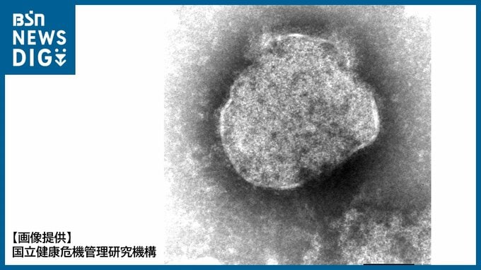 世界で流行している『はしか』新潟県内でもこれまでに10人 感染対策のポイントは2つ 人が動くゴールデンウィーク中はそのほかの感染症にも注意！|TBS NEWS DIG