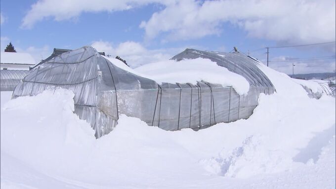 2月の記録的な大雪　福島県内の農業被害は３億円超|TBS NEWS DIG