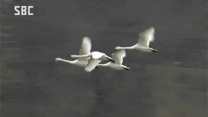 「無事に北へ帰って」ハクチョウの越冬地で知られる安曇野市　北帰行が始まる　長野　|　SBC NEWS | 長野のニュース | SBC信越放送