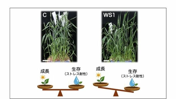 「水を節約しながら生き延びるコムギ」その驚きの仕組みを解明【神戸大学や岡山大学などの研究グループ】|TBS NEWS DIG