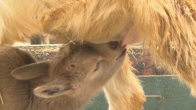 「誰がどう見てもかわいいですから！」サファリランドでベビーラッシュ　|　山口のニュース・天気・防災｜tys NEWS｜ｔｙｓテレビ山口