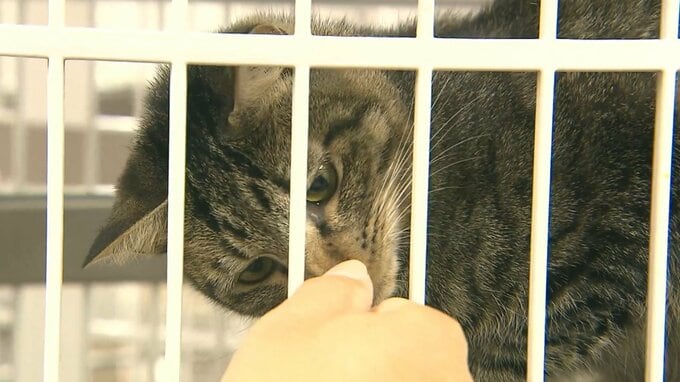 「処分せざるをえない」ネコ524匹を殺処分 収容オーバー続く　民間ボランティア支援も資金不足に　|　大分のニュース｜OBS NEWS｜大分放送